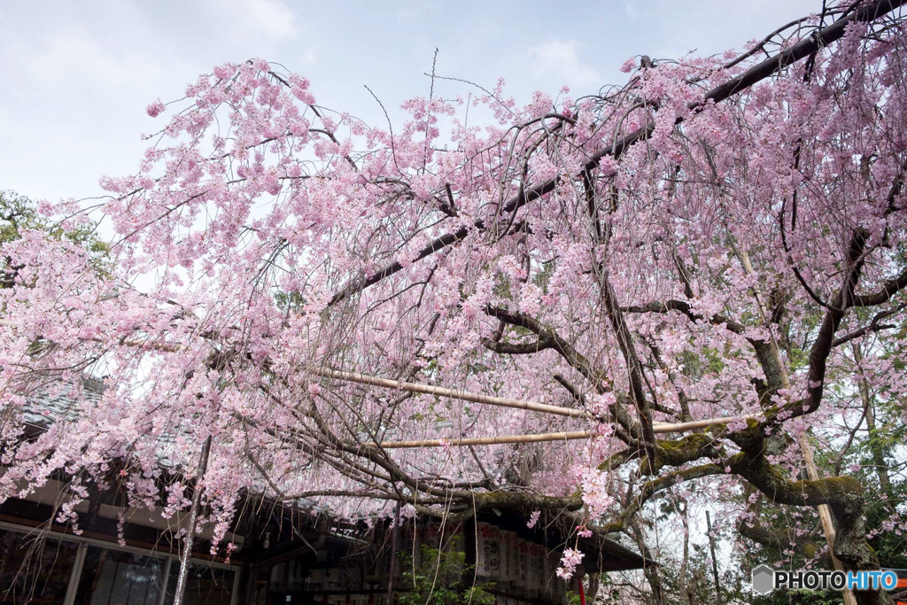 しだれ桜