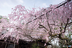 しだれ桜