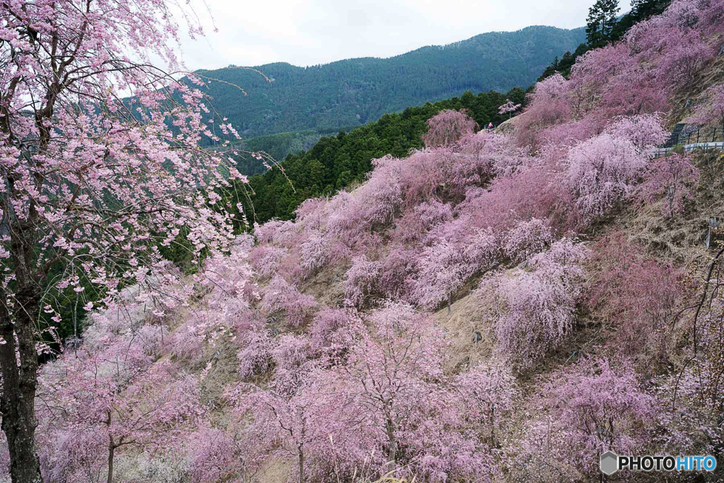 紅しだれ桜