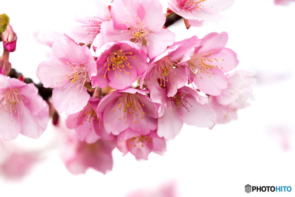 河津桜