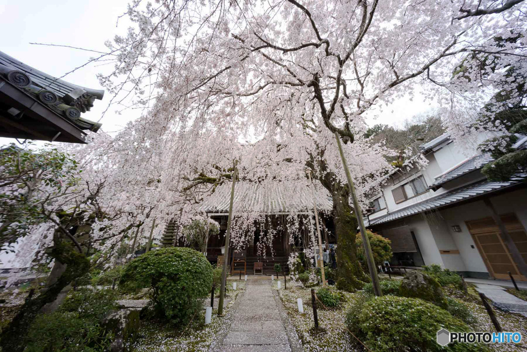 大きなしだれ桜