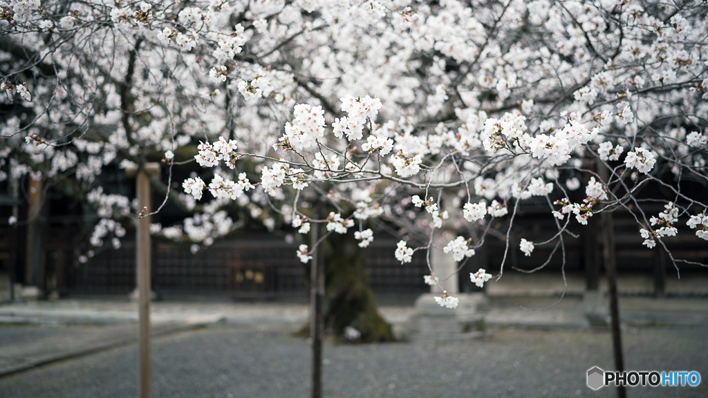 桜