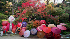 紅葉と和傘