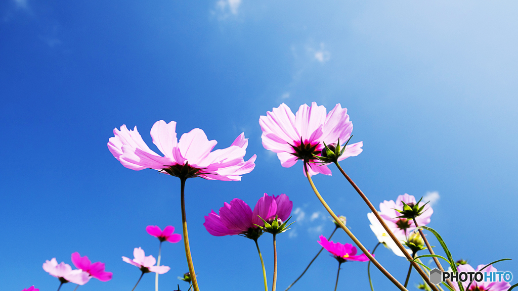 コスモス