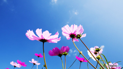 コスモス