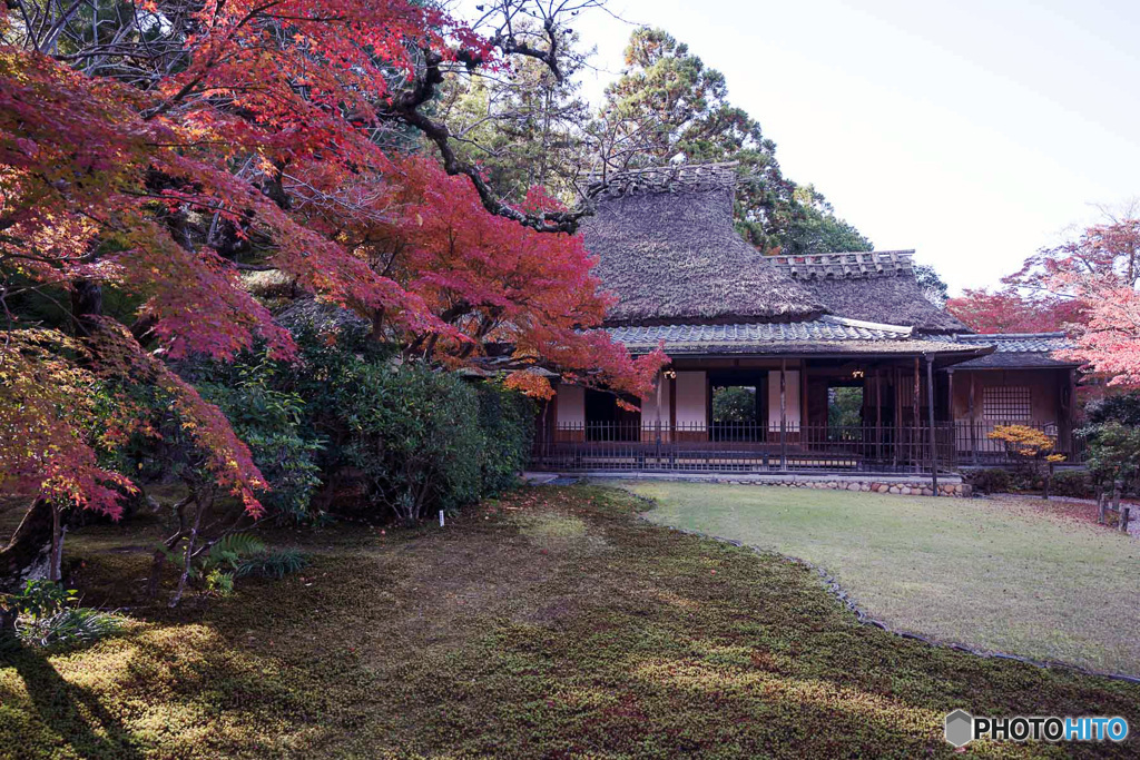 紅葉