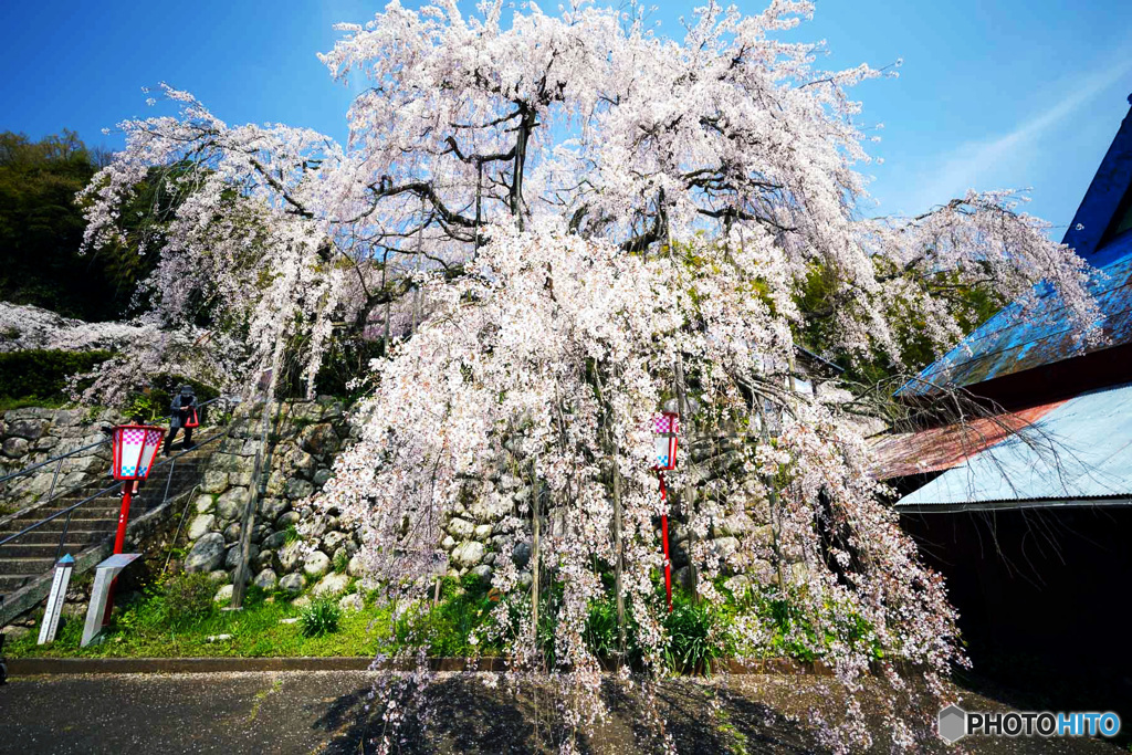 しだれ桜