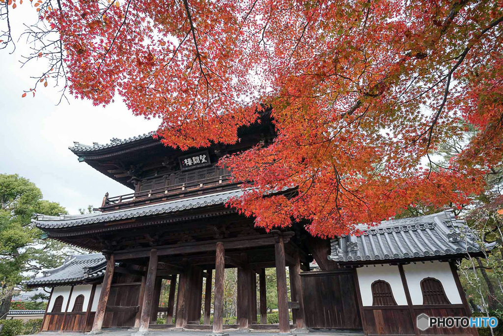 京都紅葉便り ⑭