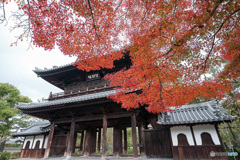 京都紅葉便り ⑭