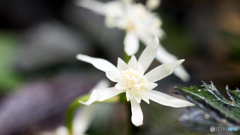 コセリバオウレン