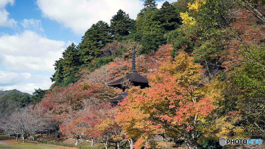 京都紅葉便り ⑤