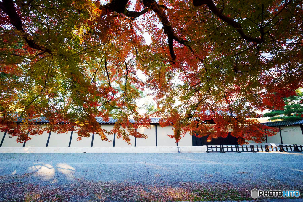 京都紅葉巡り