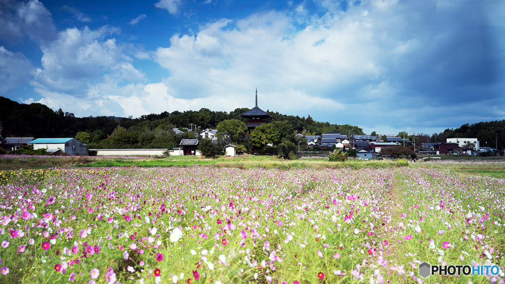 法起寺とコスモス畑