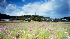 法起寺とコスモス畑