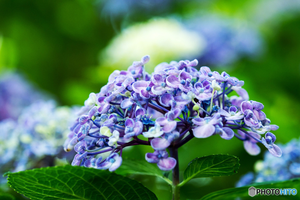 木陰に咲く紫陽花