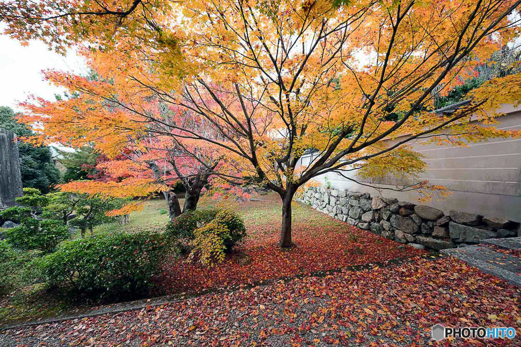 京都紅葉便り ⑯