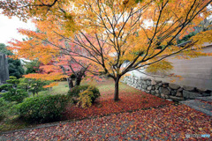 京都紅葉便り ⑯