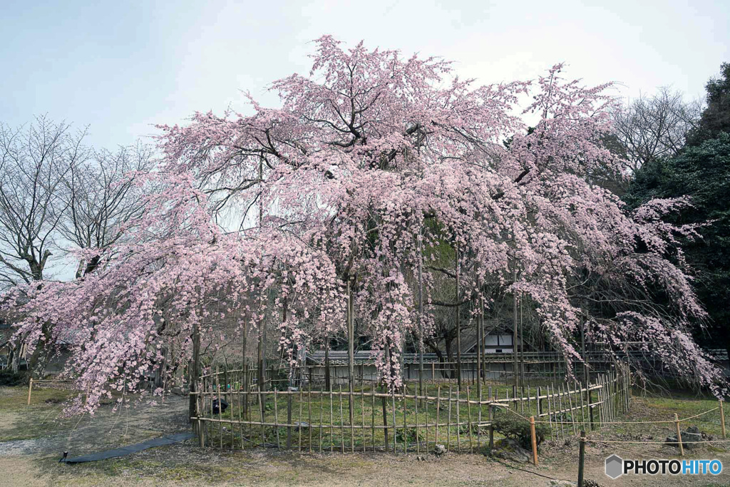 しだれ桜