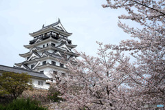 お城と桜