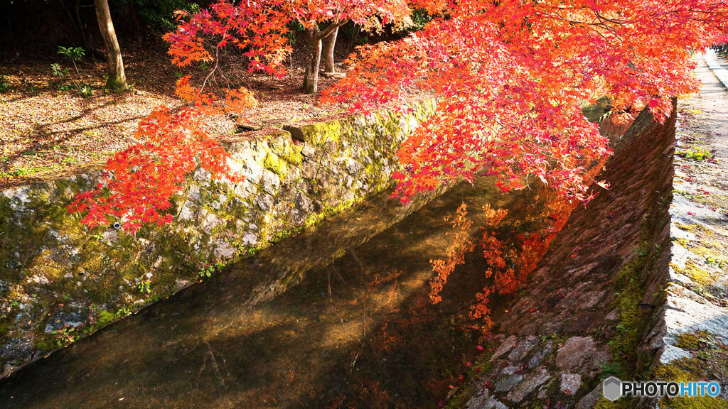 京都紅葉狩り ⑲