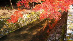 京都紅葉狩り ⑲