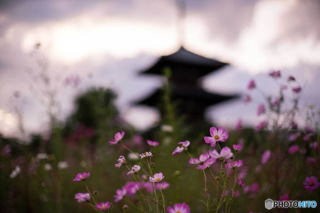 秋桜と法起寺