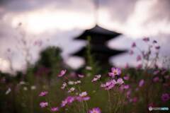 秋桜と法起寺