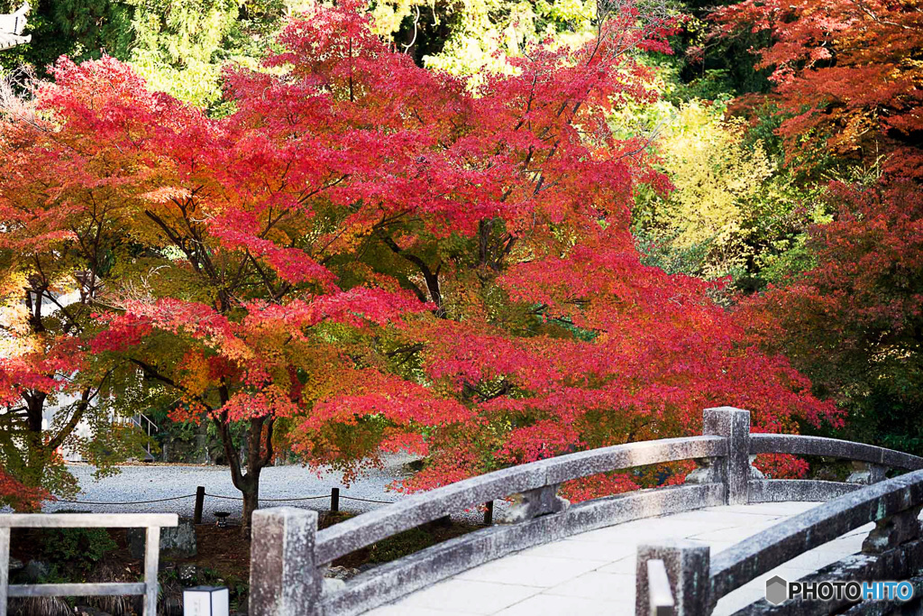 京都紅葉便り ⑪