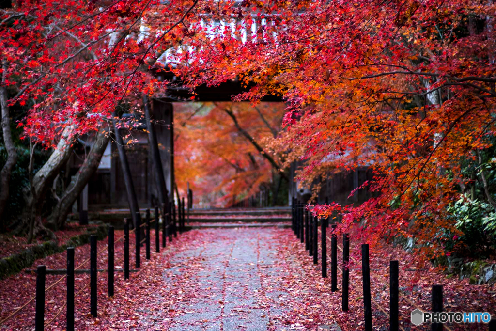 残り紅葉