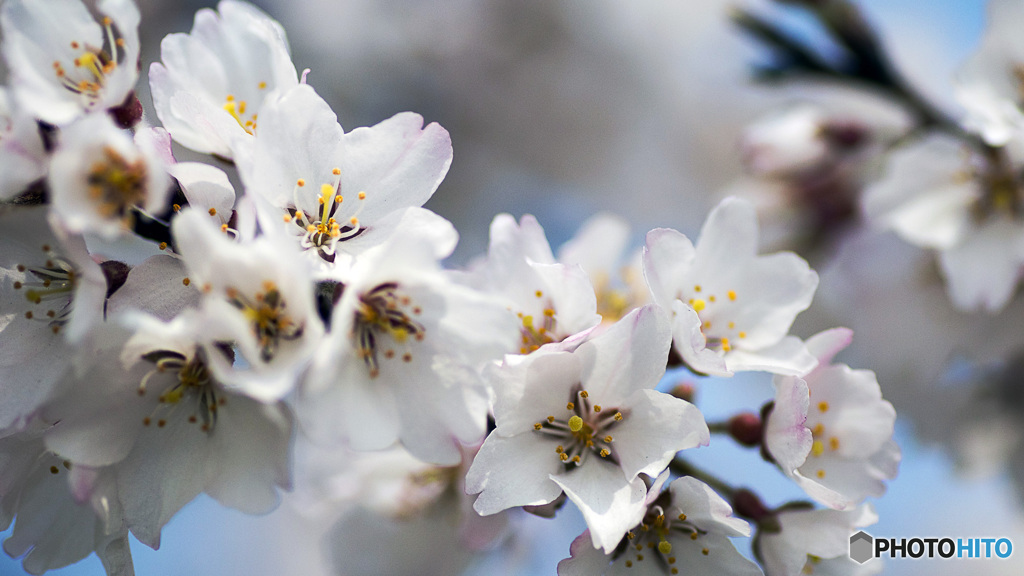 淡墨桜