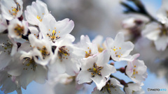淡墨桜