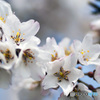 淡墨桜