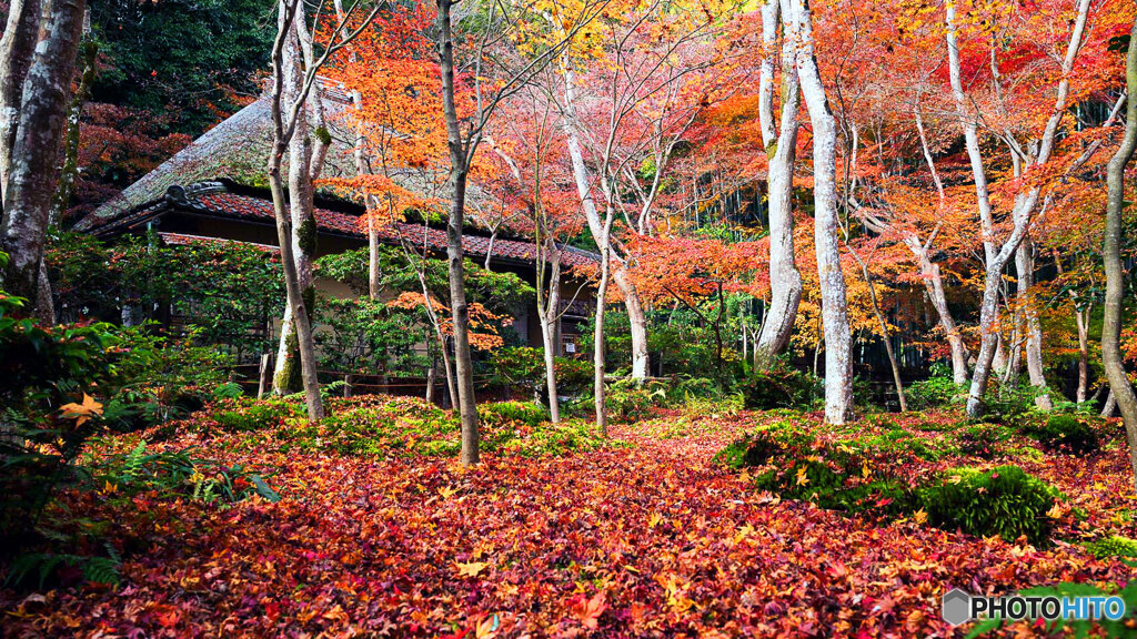 京都紅葉狩り ㉒