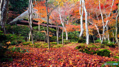 京都紅葉狩り ㉒