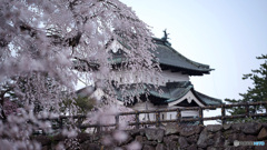 しだれ桜