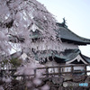 しだれ桜