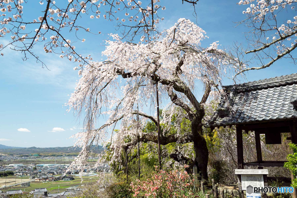 しだれ桜