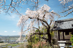 しだれ桜