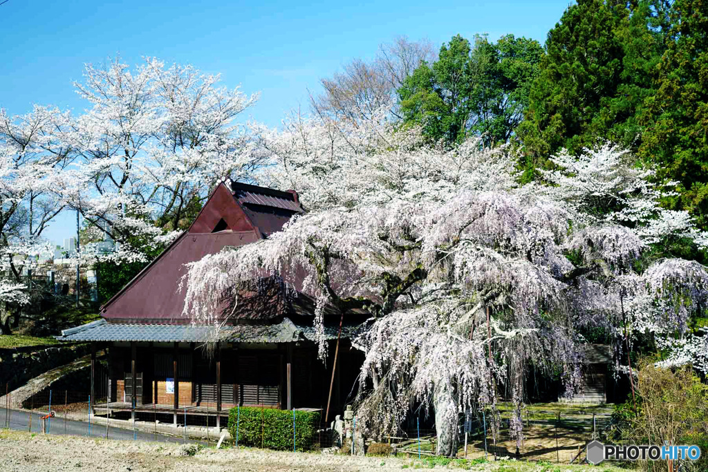 しだれ桜