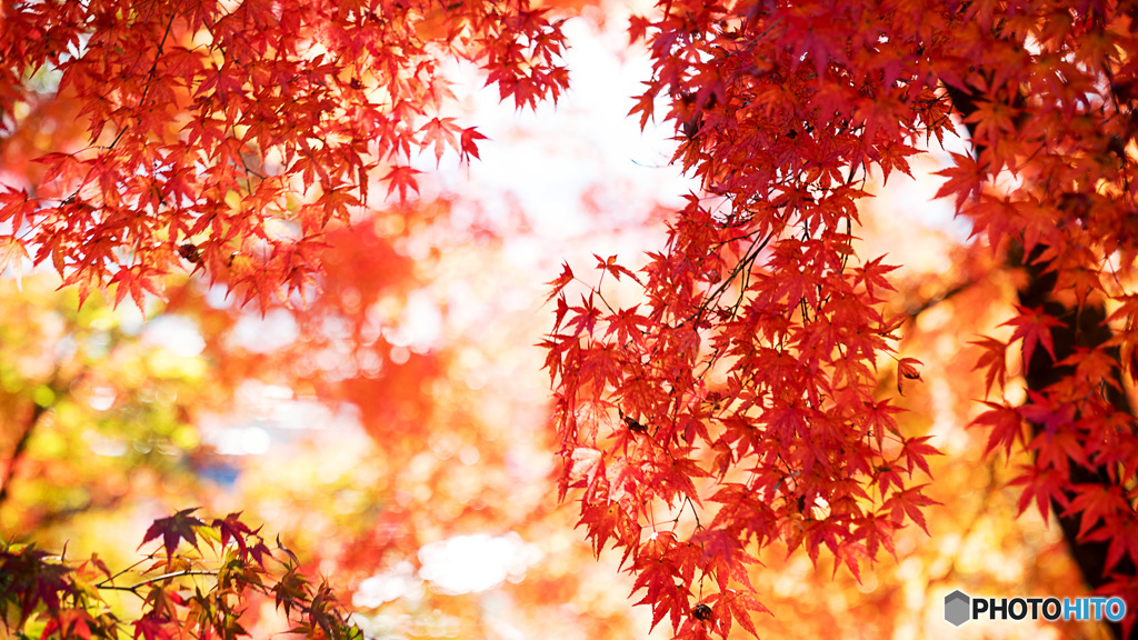 丹波紅葉めぐり ⑥