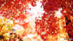 丹波紅葉めぐり ⑥