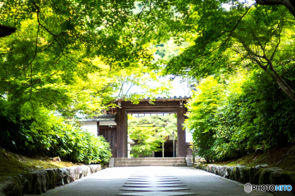 緑の参道