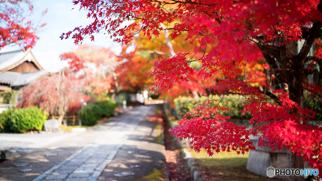 京都紅葉狩り ⑩