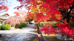 京都紅葉狩り ⑩