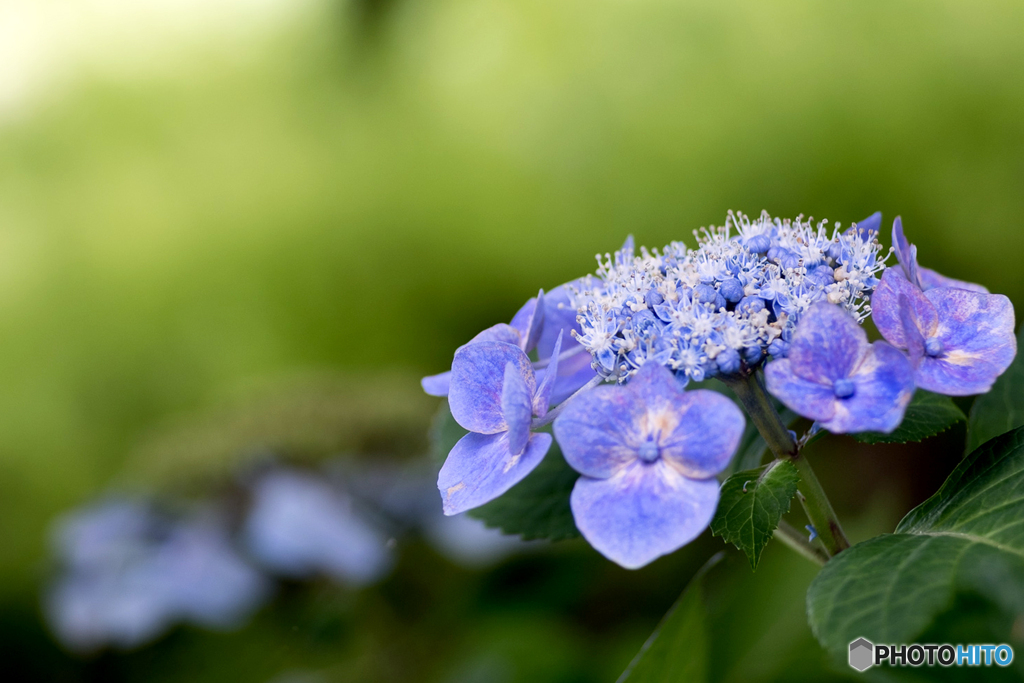 紫陽花