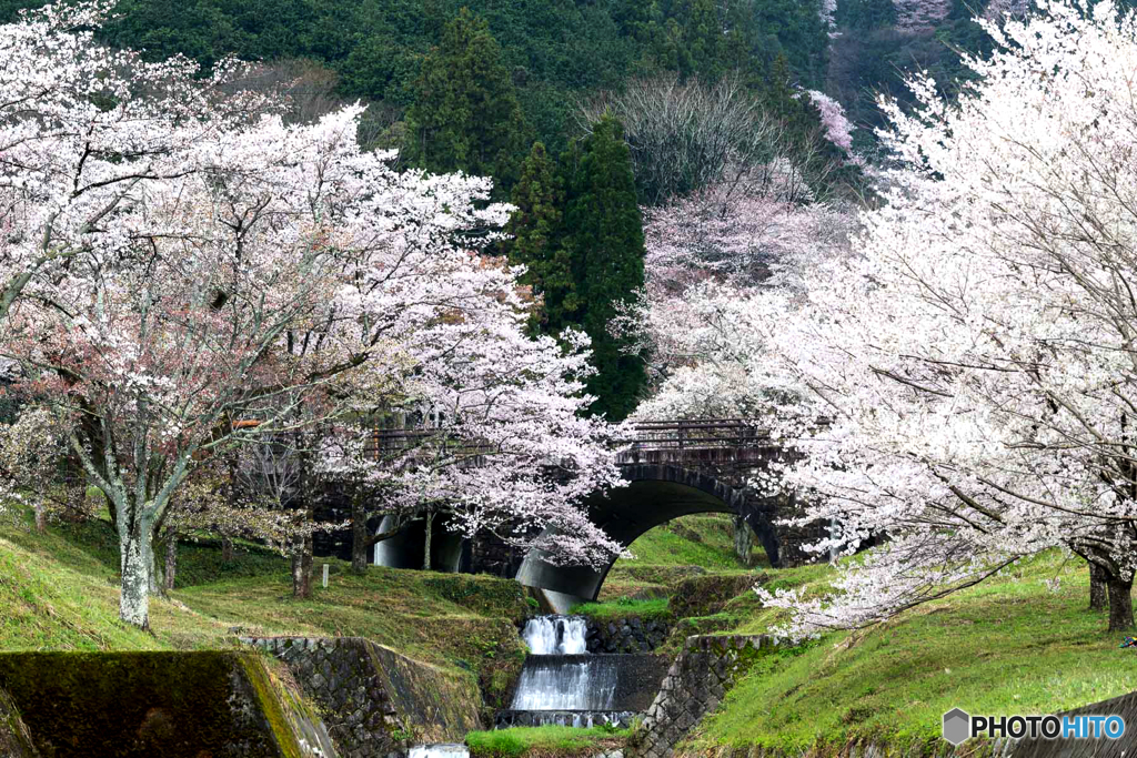 渓流と桜