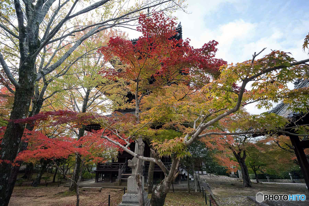 京都紅葉便り ③