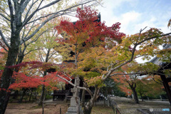 京都紅葉便り ③