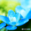 紫陽花