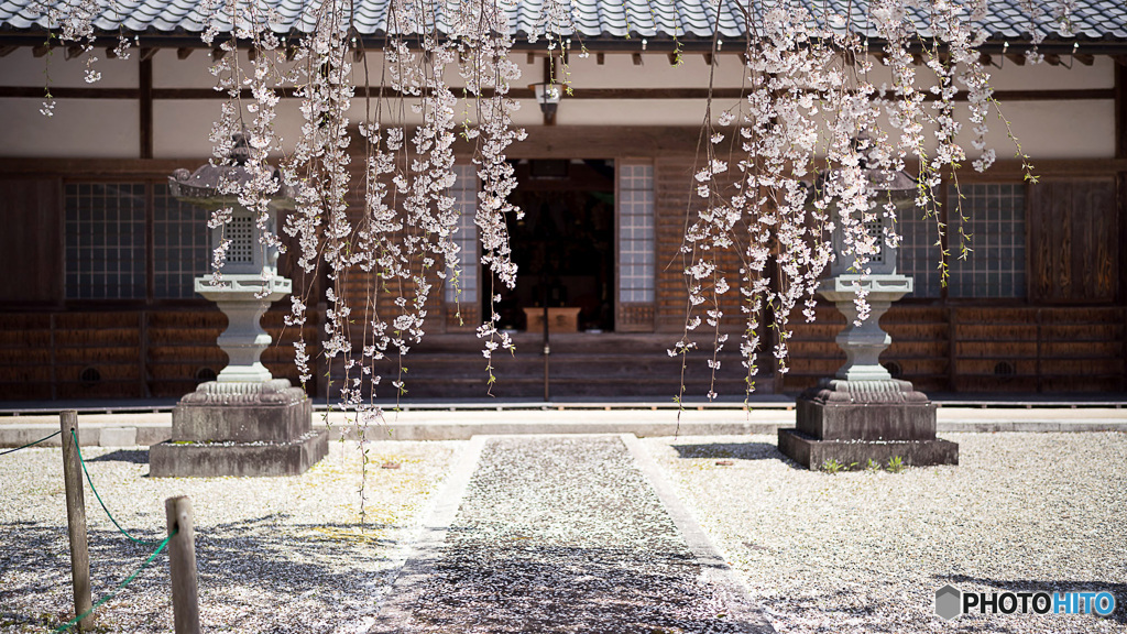 しだれ桜
